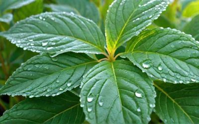 Qu&rsquo;est ce que la Naturopathie?